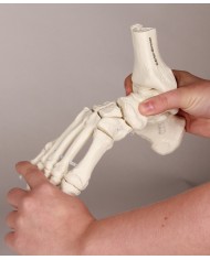 Modello funzionale di scheletro del piede, tronchi di tibia e perone