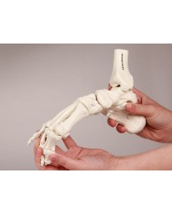 Modello funzionale di scheletro del piede, tronchi di tibia e perone