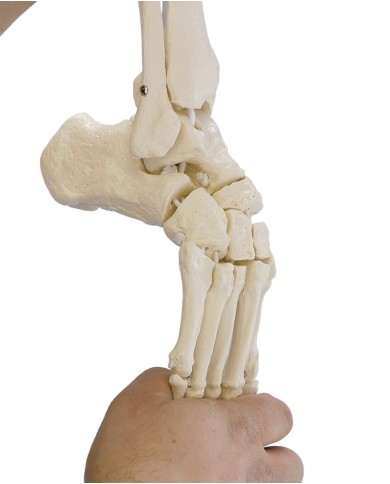 Erler Zimmer, modello funzionale di articolazione dello scheletro del piede, con tronchi di tibia e perone 6056 Erler Zimmer, modello funzionale di articolazione dello scheletro del piede, con tronchi di tibia e perone 6056