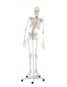 Jago® Modello Scheletro Umano 181,5 cm Medico Anatomico Grandezza Naturale