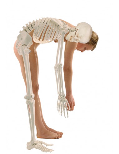 IJNBHU Modello di Studio Modello di Scheletro Umano da 85 cm - Modello di  Scheletro anatomico Umano con nervi e vasi sanguigni Modello anatomico -  per