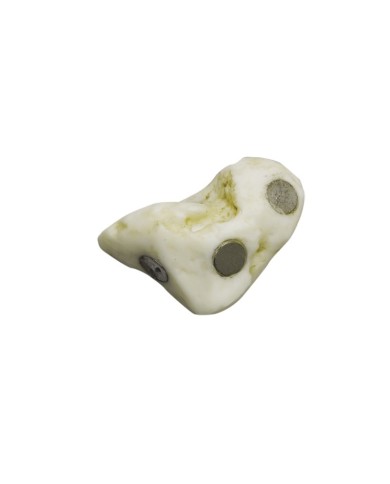 Modello funzionale di scheletro del piede tronchi di tibia e perone Modello funzionale di scheletro del piede tronchi di tibia e perone