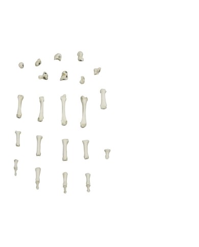 Modello funzionale di scheletro del piede tronchi di tibia e perone Modello funzionale di scheletro del piede tronchi di tibia e perone