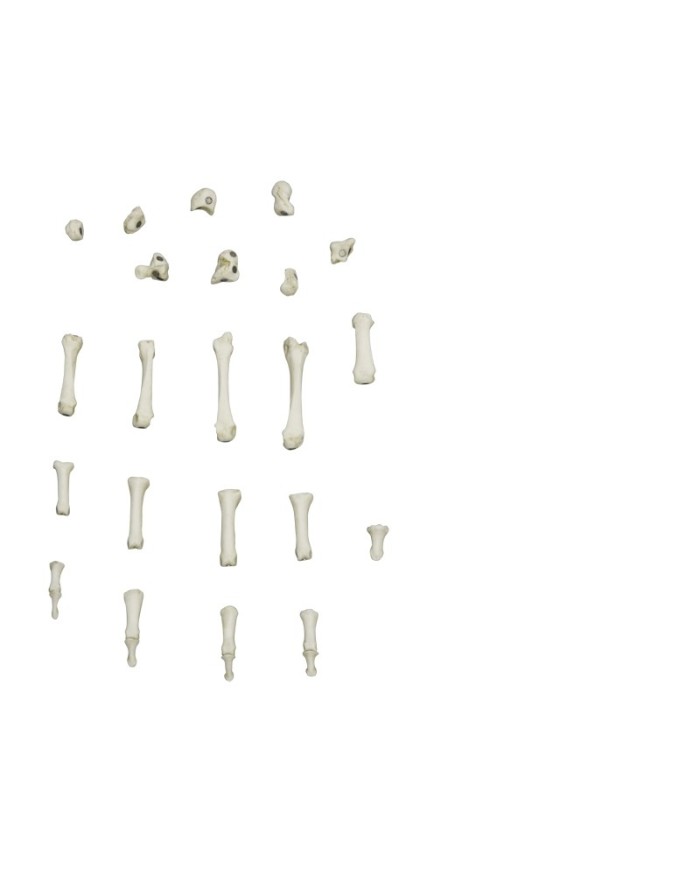 Modello funzionale di scheletro del piede tronchi di tibia e perone