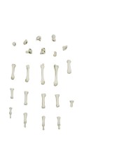 Modello funzionale di scheletro del piede tronchi di tibia e perone