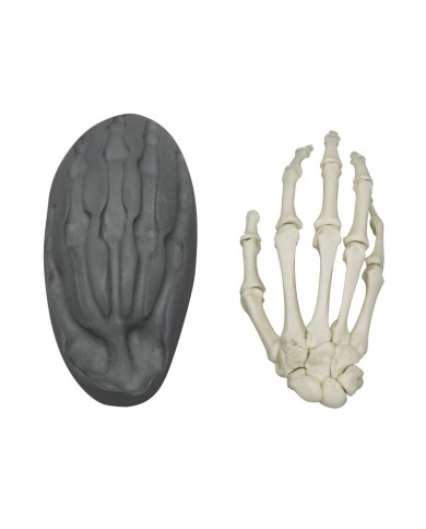 Modello funzionale di scheletro del piede tronchi di tibia e perone Modello funzionale di scheletro del piede tronchi di tibia e perone