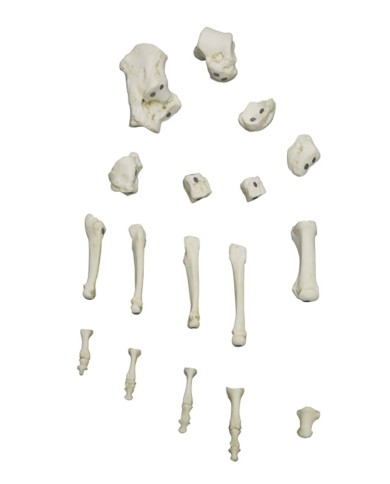 Modello funzionale di scheletro del piede tronchi di tibia e perone Modello funzionale di scheletro del piede tronchi di tibia e perone