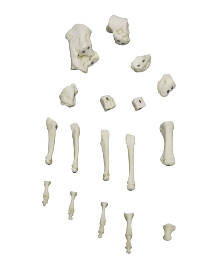 Modello funzionale di scheletro del piede tronchi di tibia e perone Modello funzionale di scheletro del piede tronchi di tibia e perone