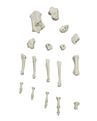 Modello funzionale di scheletro del piede tronchi di tibia e perone Modello funzionale di scheletro del piede tronchi di tibia e perone