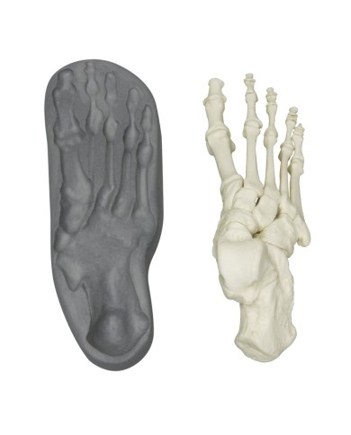 Modello funzionale di scheletro del piede tronchi di tibia e perone Modello funzionale di scheletro del piede tronchi di tibia e perone