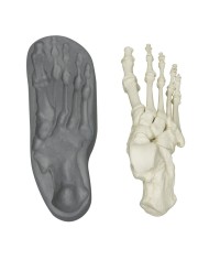 Modello funzionale di scheletro del piede tronchi di tibia e perone Modello funzionale di scheletro del piede tronchi di tibia e perone
