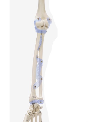 Erler Zimmer, modello anatomico di scheletro con legamenti articolari Erler Zimmer, modello anatomico di scheletro con legamenti articolari