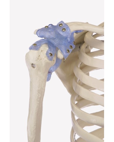 Erler Zimmer, modello anatomico di scheletro con legamenti articolari Erler Zimmer, modello anatomico di scheletro con legamenti articolari
