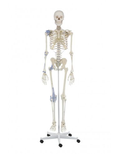 Erler Zimmer, modello anatomico di scheletro con legamenti articolari