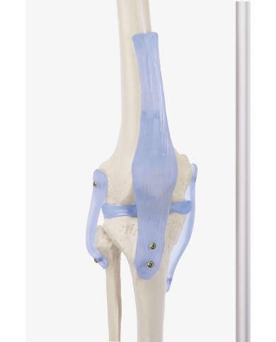 Erler Zimmer, modello anatomico di scheletro con legamenti articolari Erler Zimmer, modello anatomico di scheletro con legamenti articolari