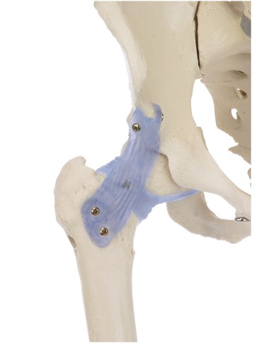 Erler Zimmer, modello anatomico di scheletro con legamenti articolari Erler Zimmer, modello anatomico di scheletro con legamenti articolari