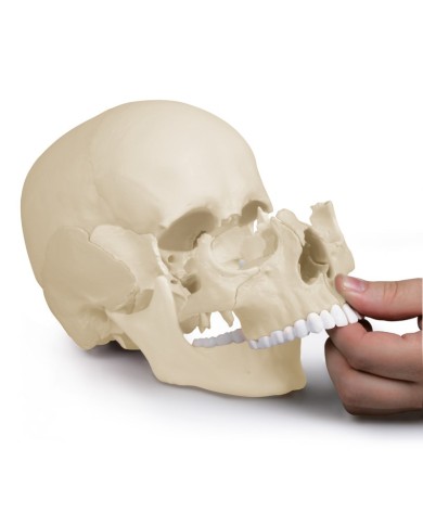 Erler Zimmer modello anatomico di cranio scomponibile in 22 parti