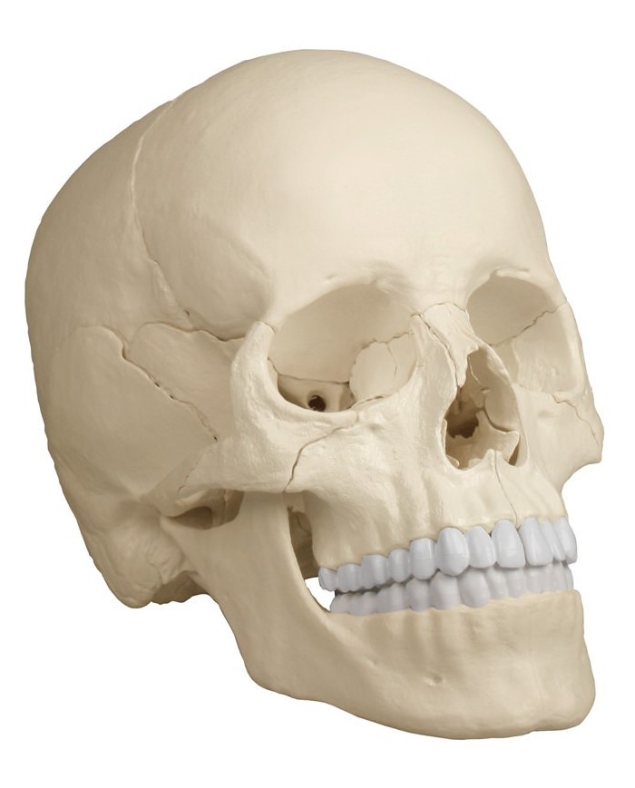 Erler Zimmer, modello di cranio bianco scomponibile in 22 parti 4701 Erler Zimmer, modello di cranio bianco scomponibile in 22 parti 4701