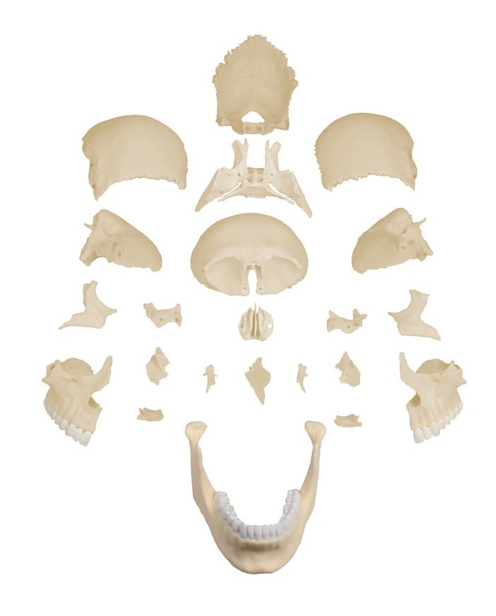 Erler Zimmer modello anatomico di cranio scomponibile in 22 parti Erler Zimmer modello anatomico di cranio scomponibile in 22 parti