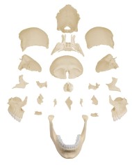 Erler Zimmer modello anatomico di cranio scomponibile in 22 parti Erler Zimmer modello anatomico di cranio scomponibile in 22 parti