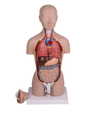 Erler Zimmer, modello di torso umano bisessuato in scala dimezzata, scomponibile in 16 parti B223 Erler Zimmer, modello di torso umano bisessuato in scala dimezzata, scomponibile in 16 parti B223