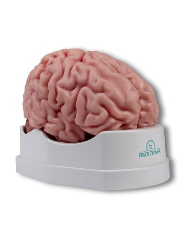 Erler Zimmer modello anatomico di cervello scomponibile in 5 parti