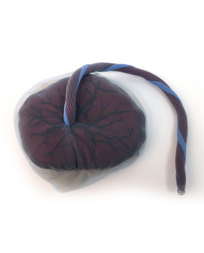 Placenta e cordone ombelicale Erler Zimmer R10071