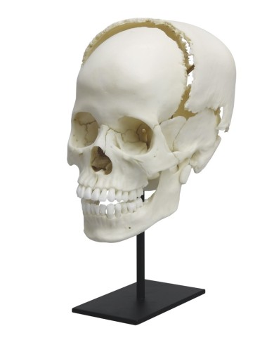 Cranio articolato per studi di anatomia umana Linea Premium EZ4705