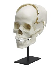 Cranio articolato per studi di anatomia umana Linea Premium EZ4705