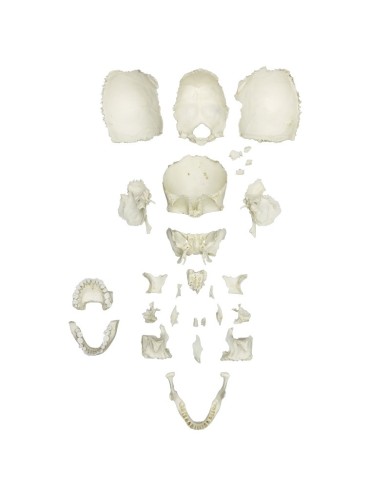 Cranio smontato per studi di anatomia umana Linea Premium EZ4706
