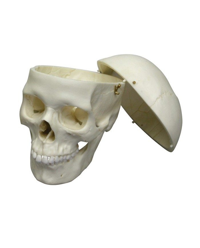 Erler Zimmer, modello anatomico di lusso di cranio classico femminile 4715