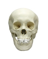 Modello anatomico di lusso di cranio classico di adolescente donna EZ 4721