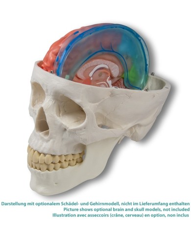 Falce cerebrale Erler Zimmer C925