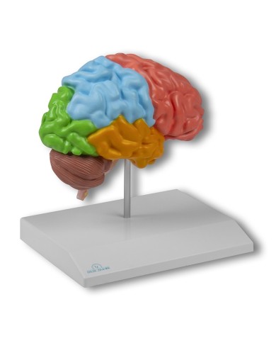 Erler Zimmer, modello anatomico della metà destra del cervello a colori, a grandezza naturale C921