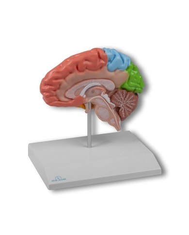 Erler Zimmer, modello anatomico della metà destra del cervello a colori, a grandezza naturale C921