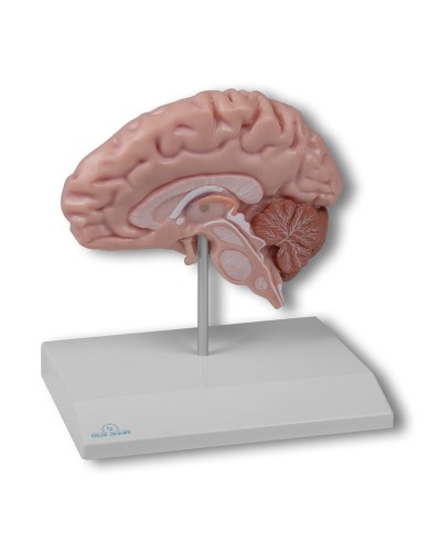 MODELLO ANATOMICO DELLA MET DESTRA DEL CERVELLO UMANO C915