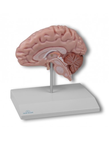 Modelli anatomici Erler Zimmer,...