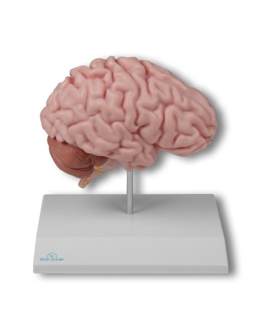 MODELLO ANATOMICO DELLA MET DESTRA DEL CERVELLO UMANO C915