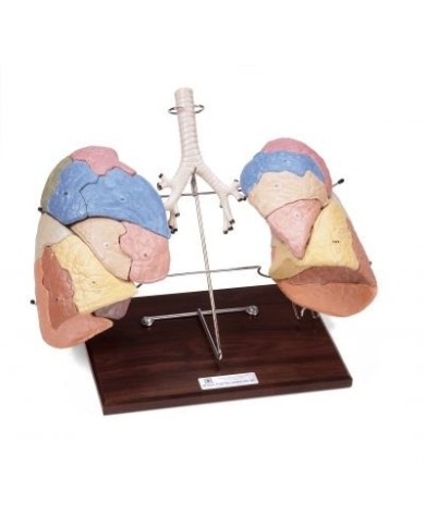 Riproduzione Segmentata dei polmoni in 19 parti Erler Zimmer R10108