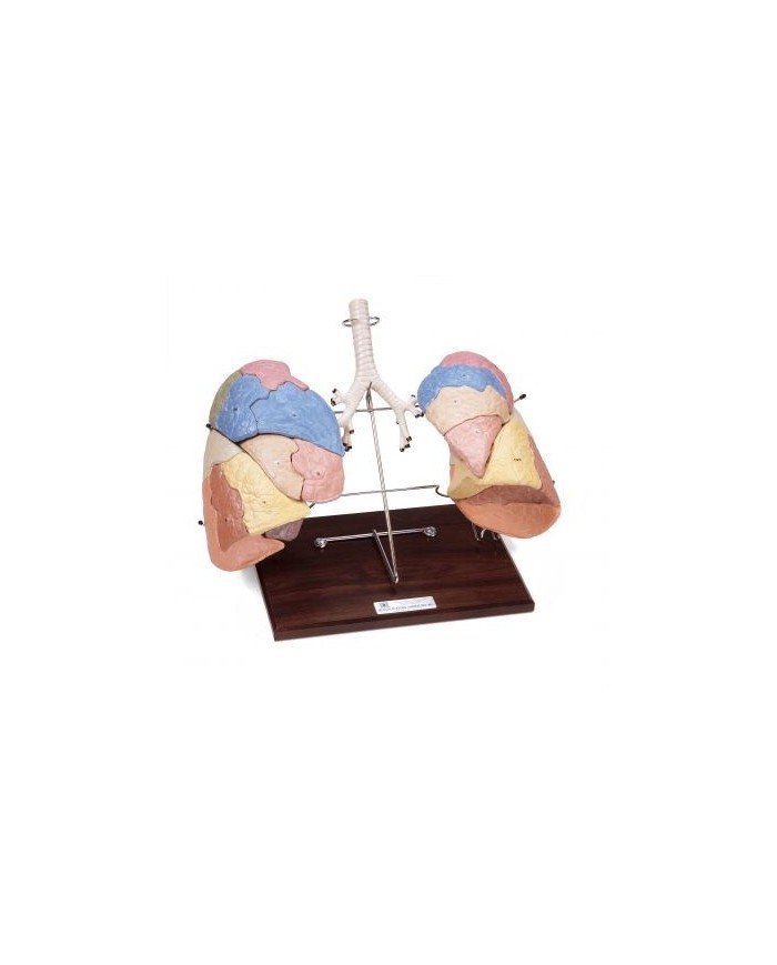 Riproduzione Segmentata dei polmoni in 19 parti Erler Zimmer R10108