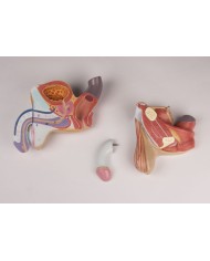 Organi genitali maschili in 4 parti