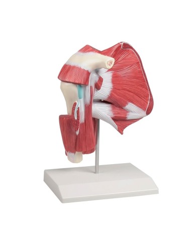 Articolazione della spalla con muscoli profondi Erler Zimmer 4569