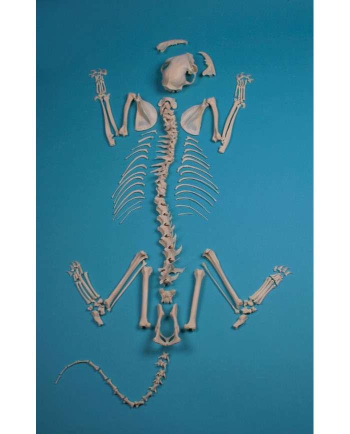 Modello Scheletro Di Gatto Adulto 21 Cm - Anatomia Realistica Con Cranio E Coda Rimovibili, Base Inclusa