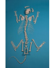 Scheletro di Gatto assemblato Erler Zimmer VET3060