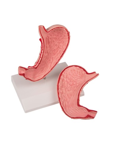 Modello di stomaco a dimensioni naturali in 2 parti EZ K215