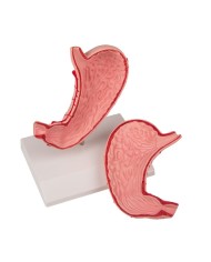 Modello di stomaco a dimensioni naturali in 2 parti EZ K215