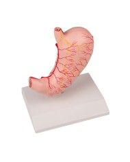 Modello di stomaco a dimensioni naturali in 2 parti EZ K215