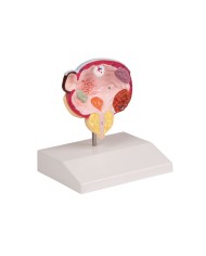 Malattie della vescica e della prostata Erler Zimmer K243