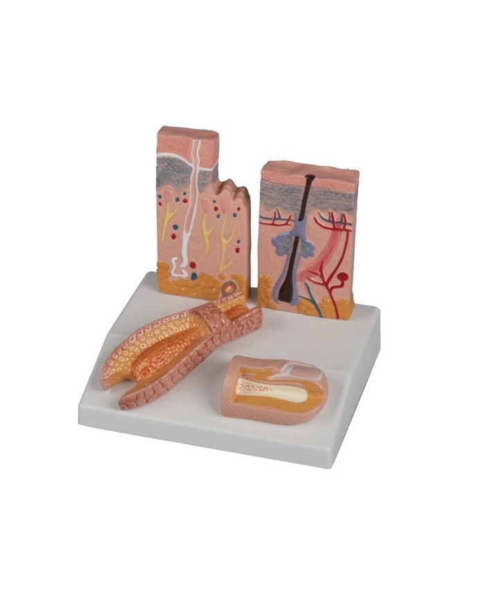 Modello anatomico di Pelle capelli e unghie Erler Zimmer J214