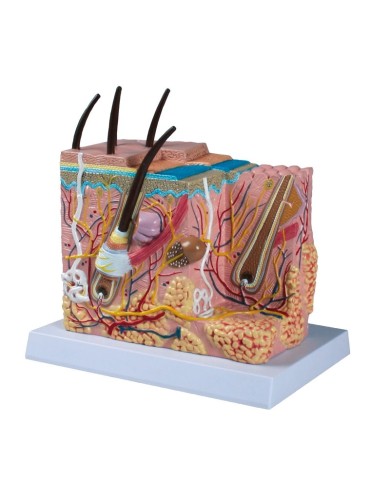 Blocco di pelle umana ingrandita 50 volte Erler Zimmer J213